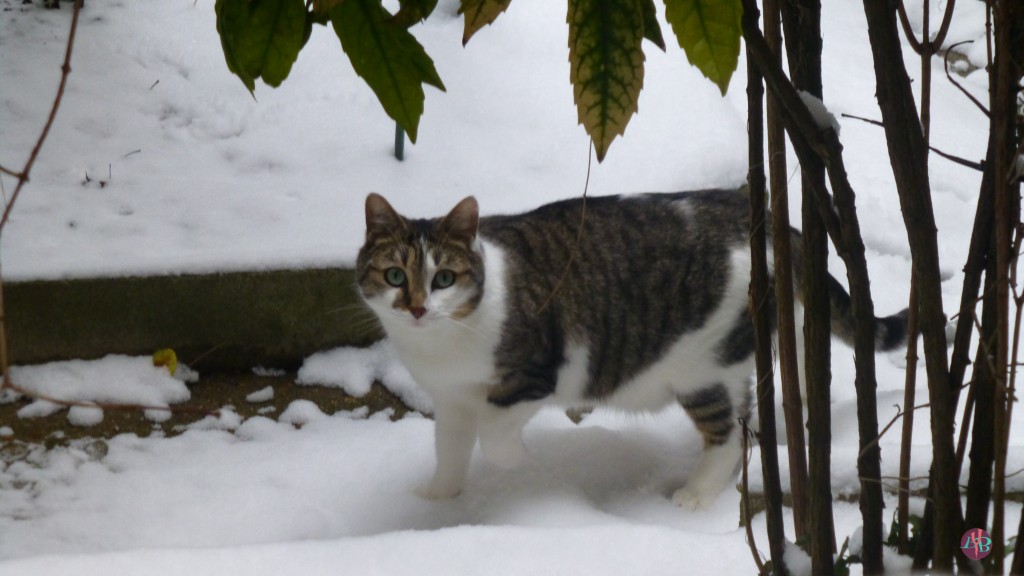 Chat5