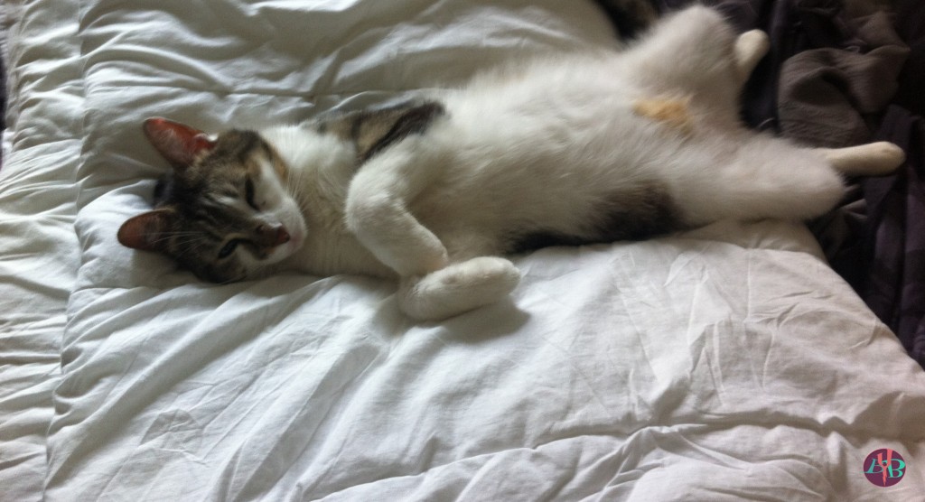 Chat6