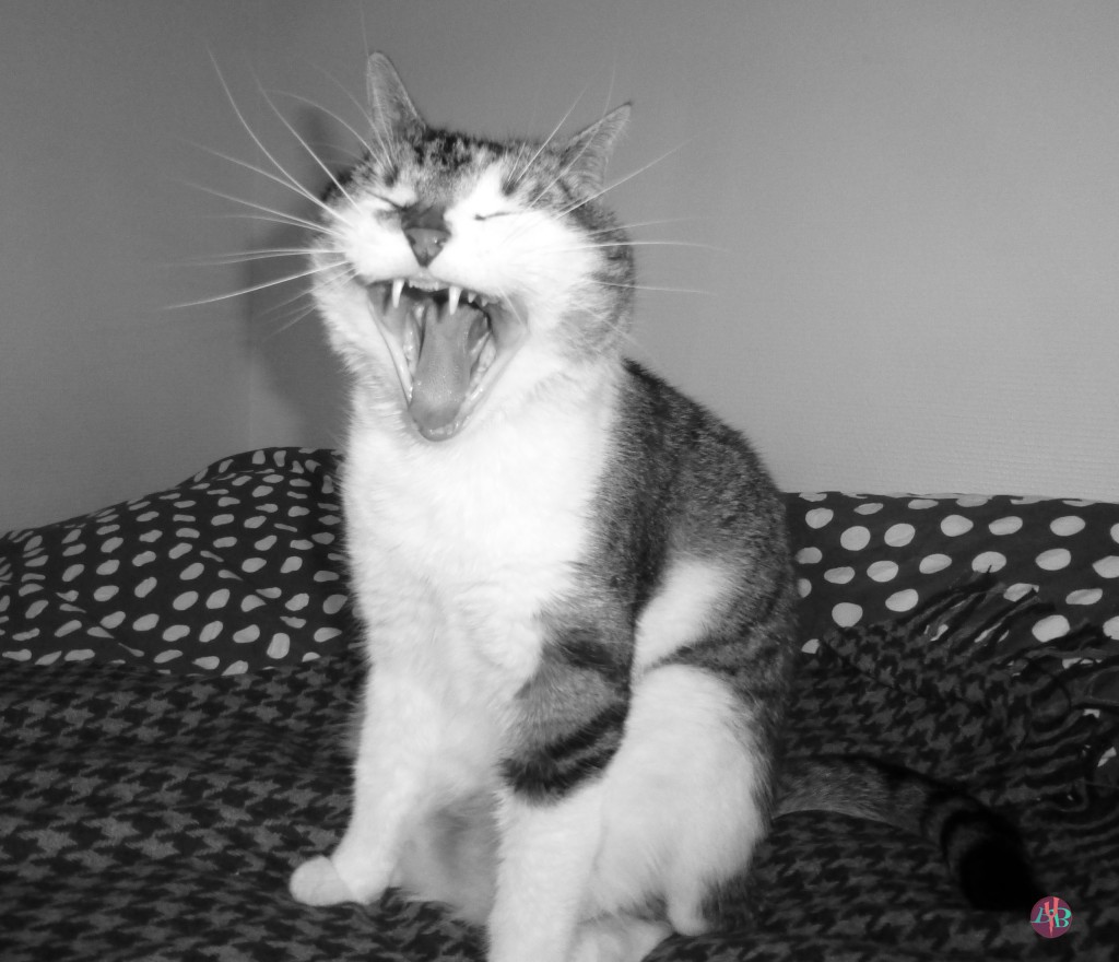 Chat8