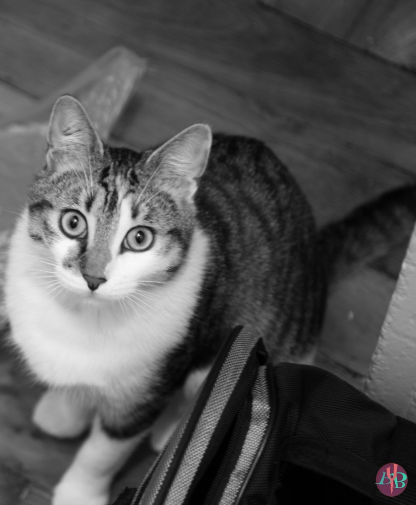 chat
